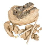 SKULL EXCAVACIÓN T-REX